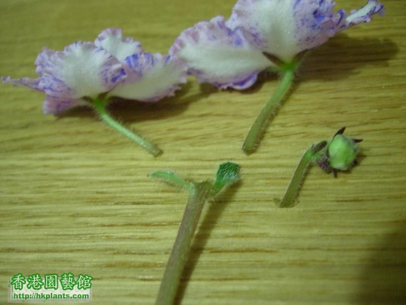 再把花蕾及剛開的花忍心地切下, 兩片小葉下大約留一吋長, 以便植入植料中