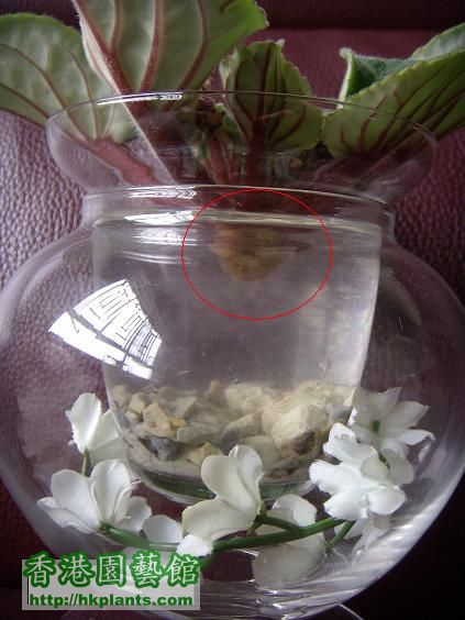 把原先的根系全部去除，在傷口點上Hi-Fresh或自然風乾約半小時，把花花放於花瓶上。 ...