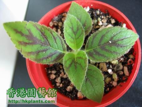 花貓 Kohleria Ampallang