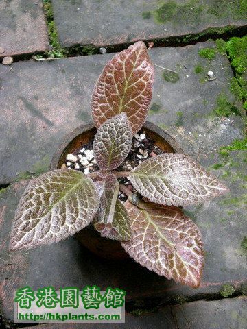 Episcia 'Kristina K'