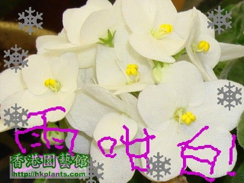 flower white.jpg