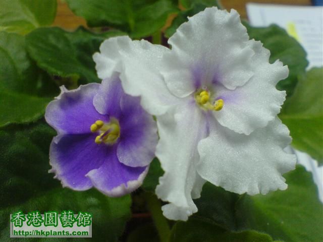 第2次, 居然在一株內, 分開紫白色花