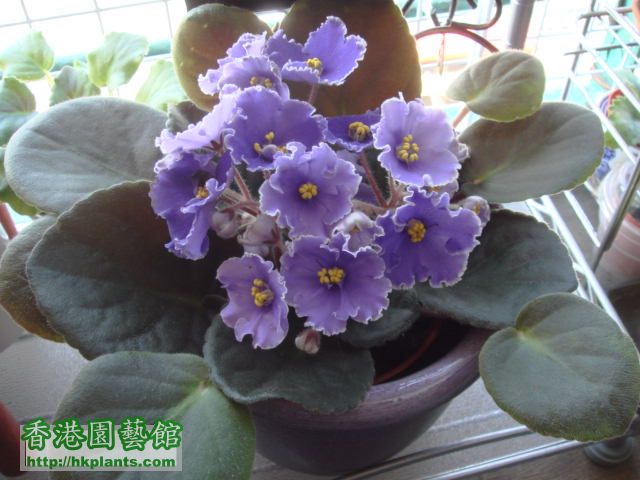紫色花.JPG