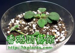 Alsobia Dianthiflora - 31012008.jpg