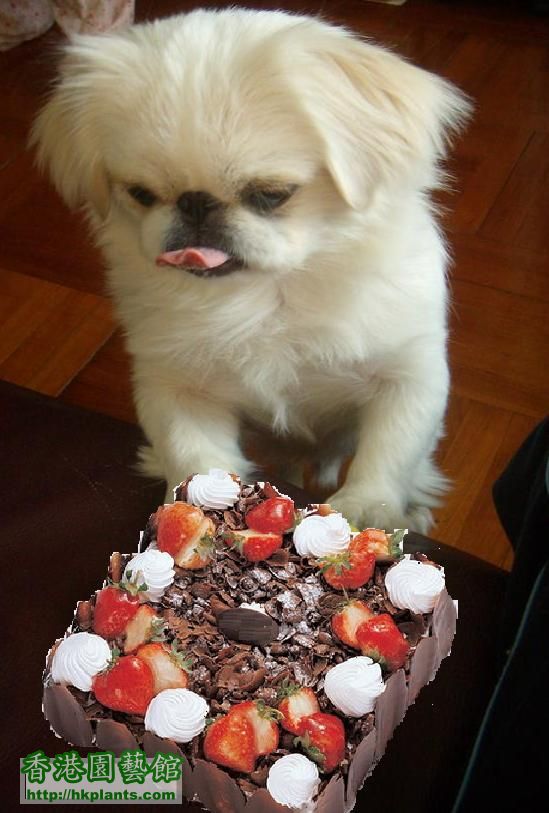 Yo 仔: Noel 姐姐祝你生日快樂、日日都開開心心啦！等我送個生日蛋糕俾你先！但係幾時有得食呀? 等到我流哂口水 ...