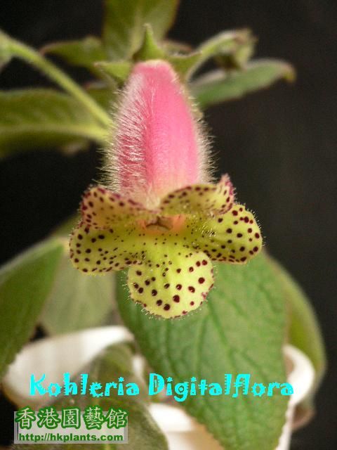 Kohleria Digitalflora