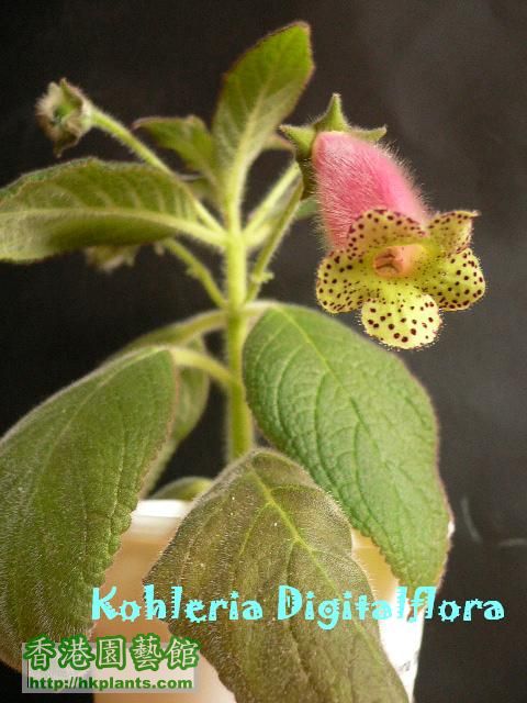 Kohleria Digitalflora