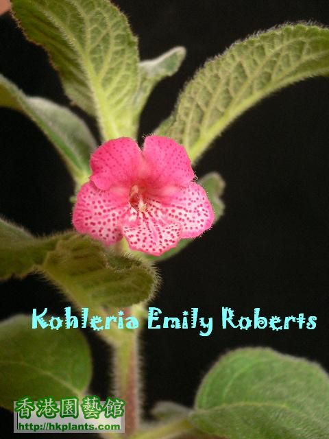 Kohleria Emily Roberts