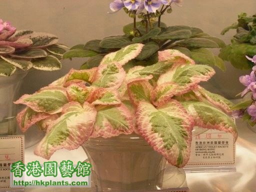 Episcia Cleopatra.jpg