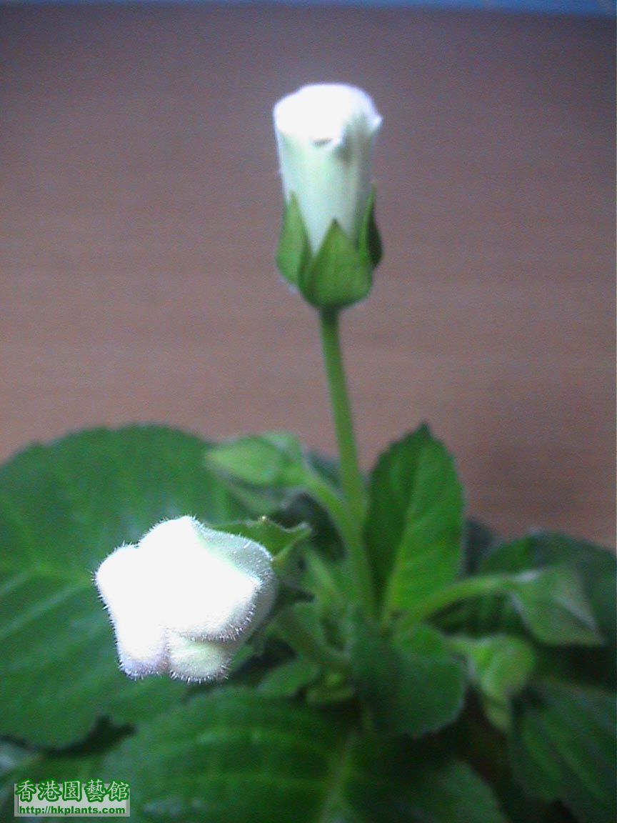 Gloxinia_班點08.jpg