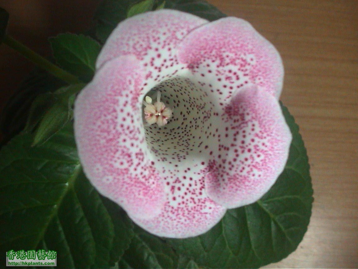 Gloxinia_班點22.jpg