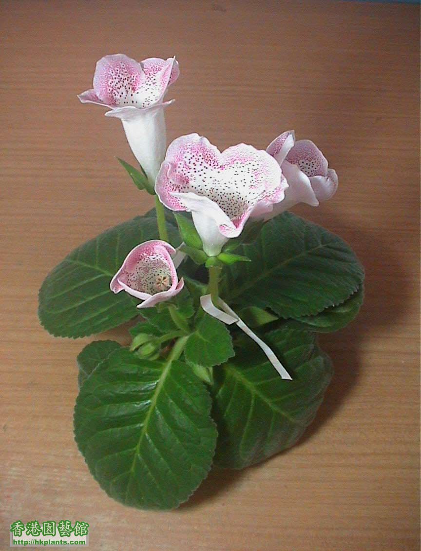 Gloxinia_班點16.jpg