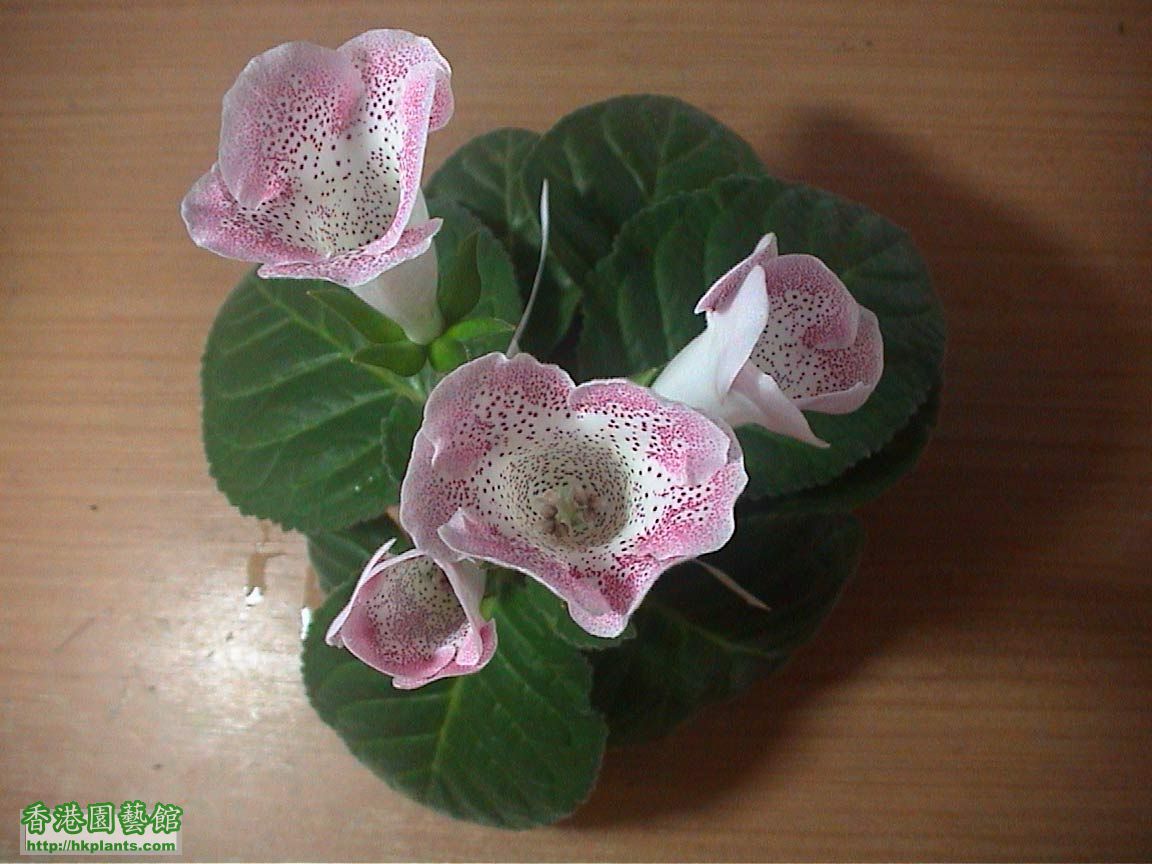 Gloxinia_班點17.jpg