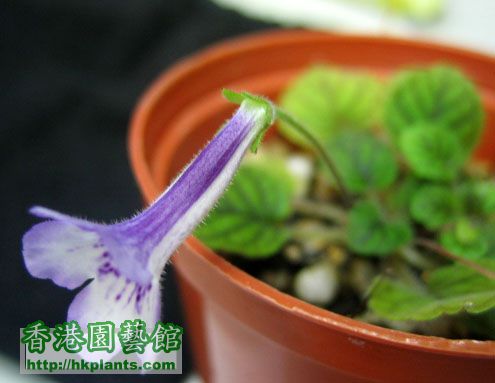 花管長1cm