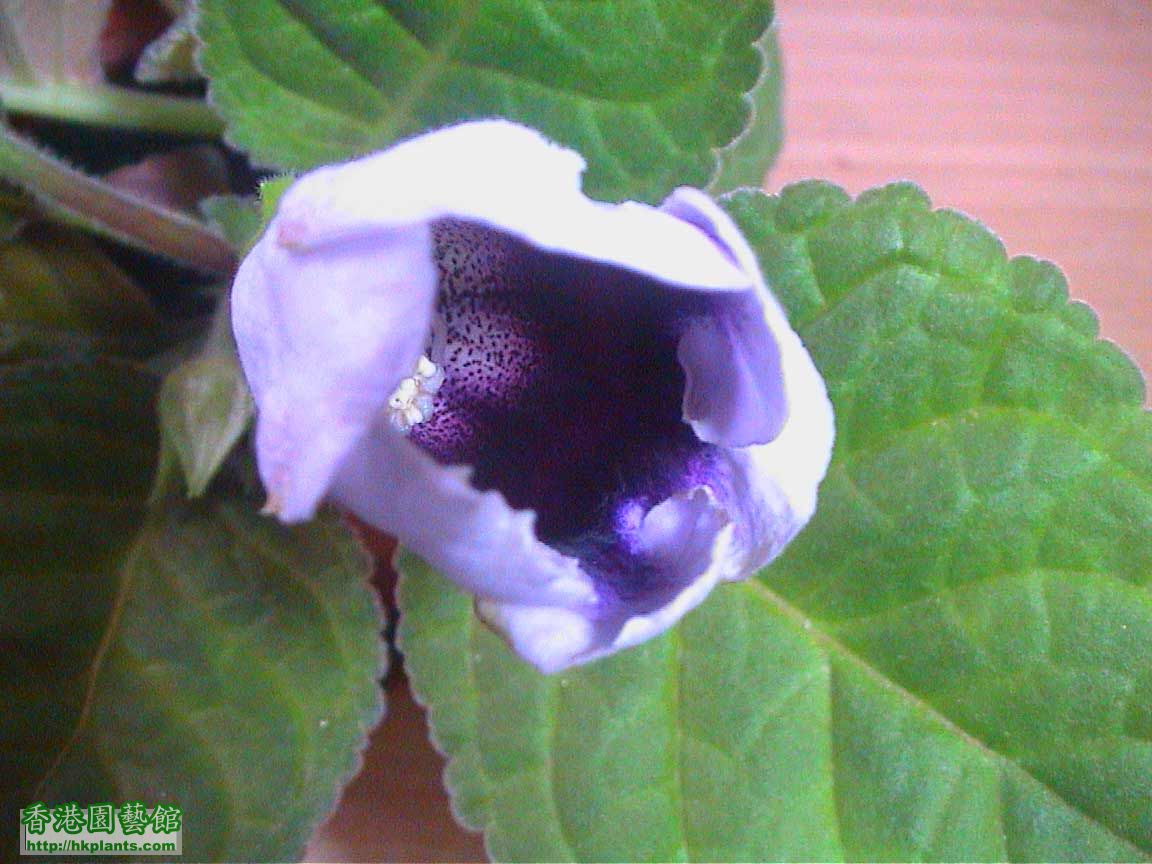 Gloxinia_blue08.jpg