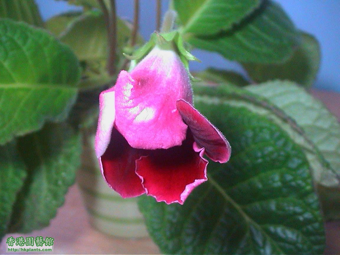 Gloxinia_red09.jpg