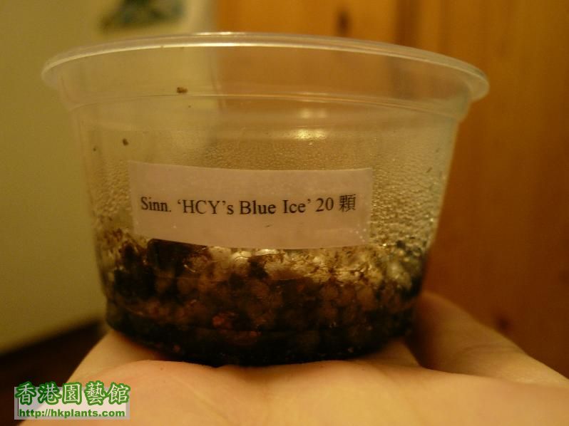 HYC's Blue Ice 1.jpg