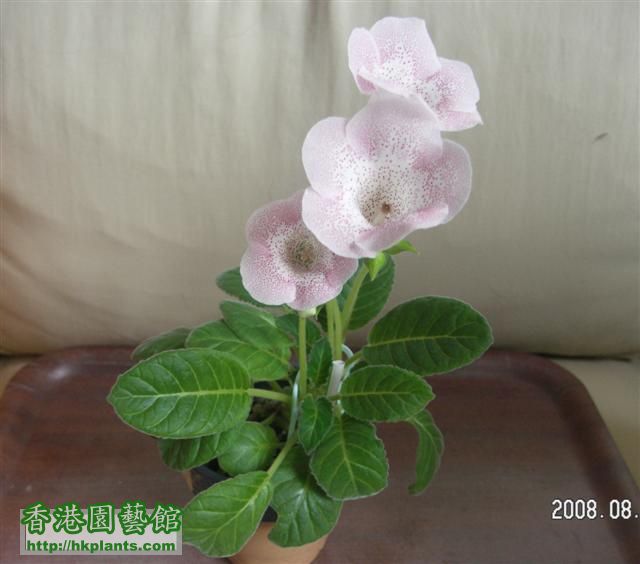 今次開了３朵花花，算佢乖啦