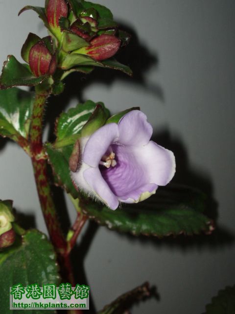 Gloxinia(16).JPG