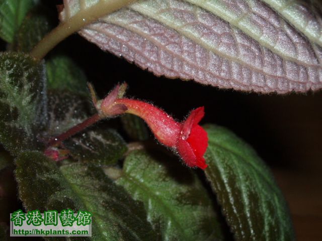 Episcia(06).JPG