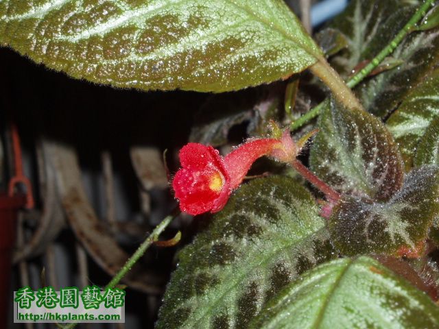 Episcia(02).JPG