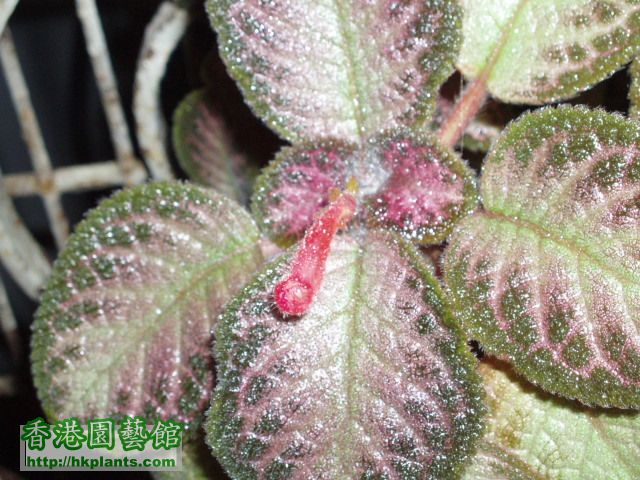 Episcia(08).JPG