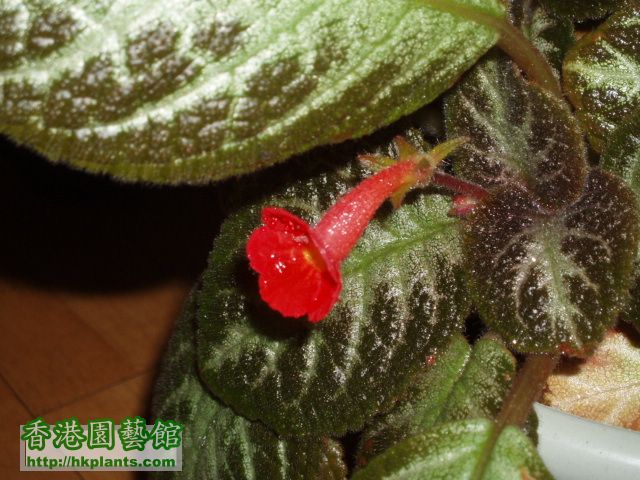 Episcia(05).JPG