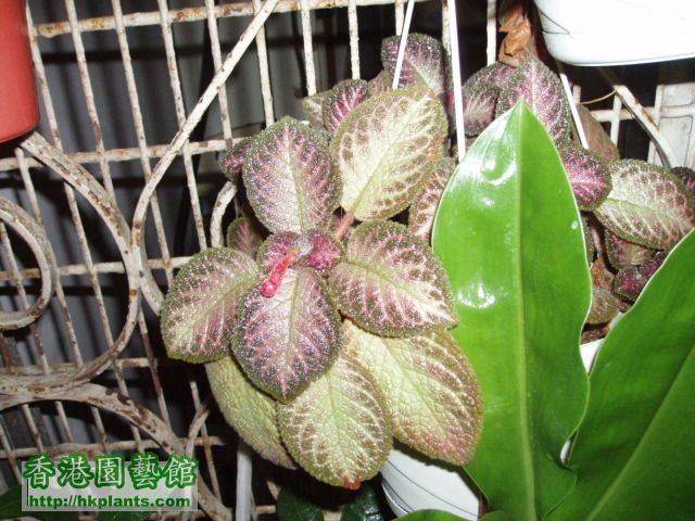 Episcia(07).JPG