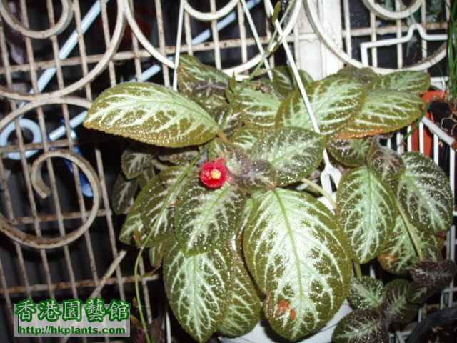 Episcia(03).JPG