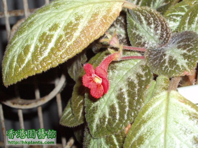 Episcia(10).JPG