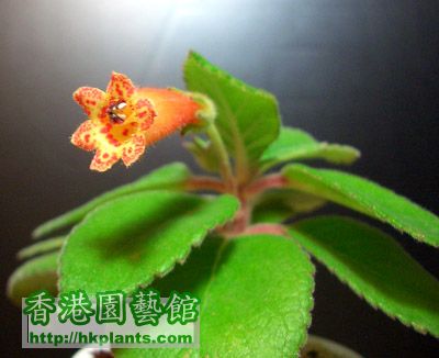 Kohleria hirsuta (1).JPG