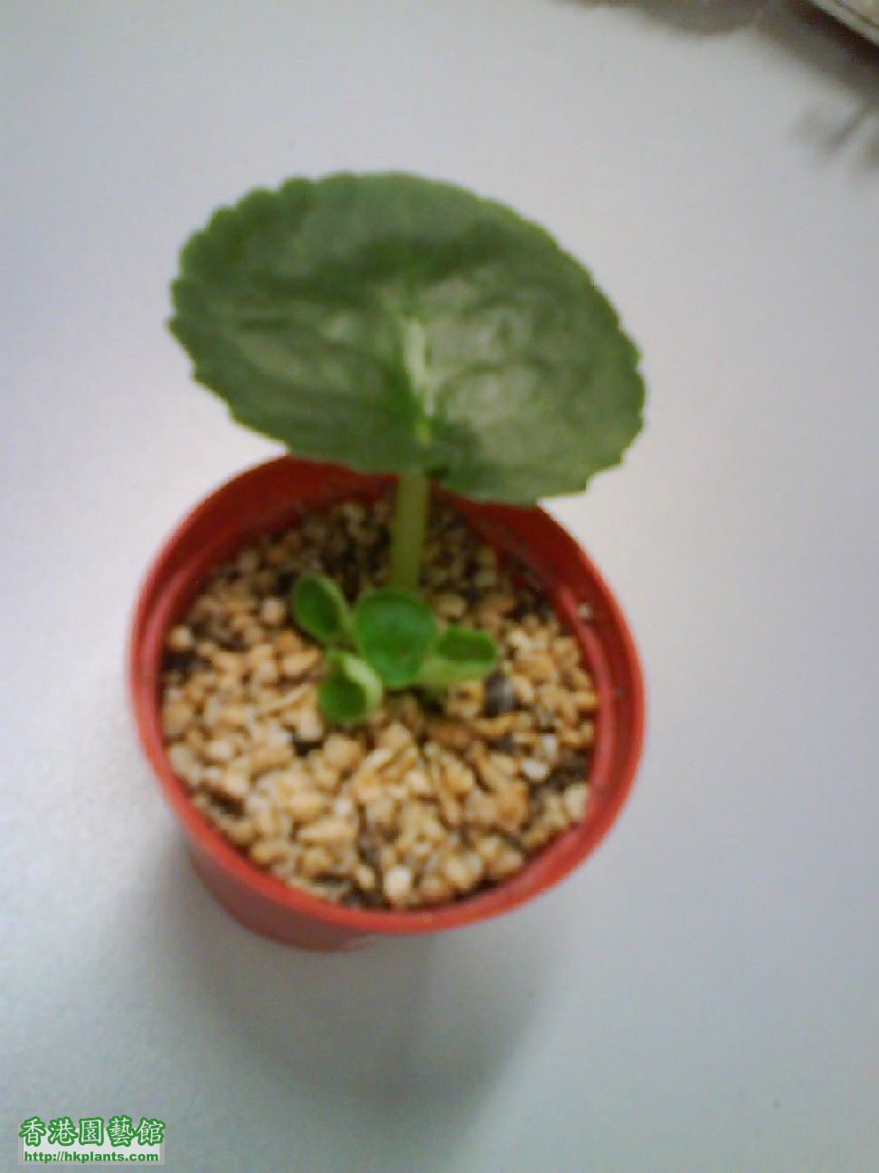 Little Plant.JPG