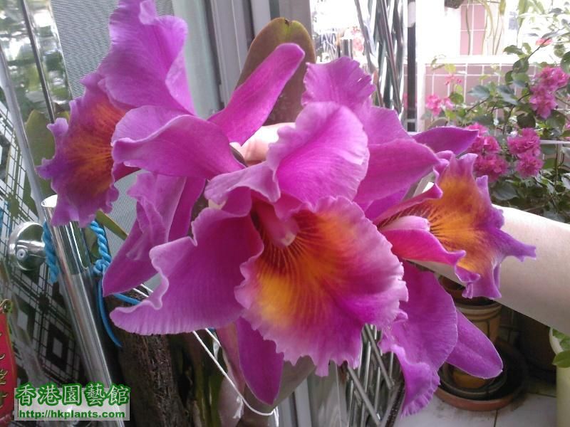 紫色嘉多利29-3-2009(5)bbb.JPG