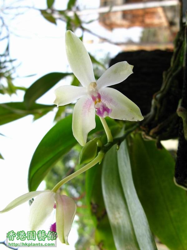 Phalaenopsis fimbriata .JPG