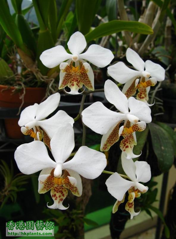 Phalaenopsis stuartiana.JPG