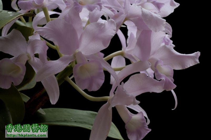 Gur(C.).skinneri fma.coerulescens 'Orchidglade'-3.JPG