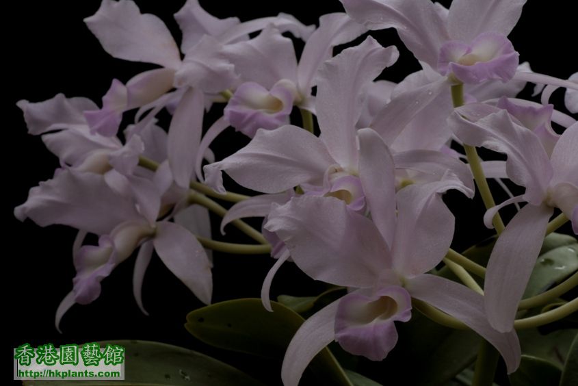 Gur(C.).skinneri fma.coerulescens 'Orchidglade'-2.JPG