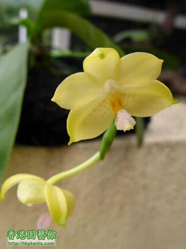 Phalaenopsis rofino .JPG