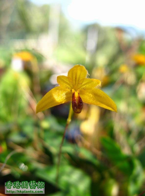 Bulbophyllum pardalotum .JPG