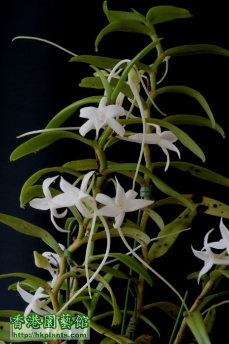 Angcm. florulentum-1.JPG