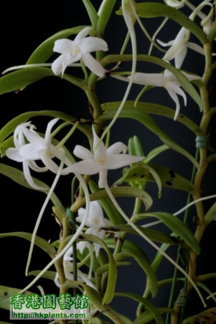 Angcm. florulentum-2.JPG