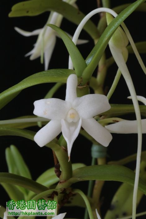 Angcm. florulentum-3.JPG