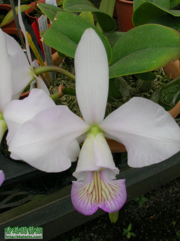 C.nobilior fma.semi-alba-3.JPG