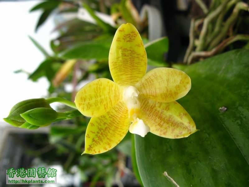 Phalaenopsis amboinensis var. flava x  Phalaenopsis javanica var. alba .JPG