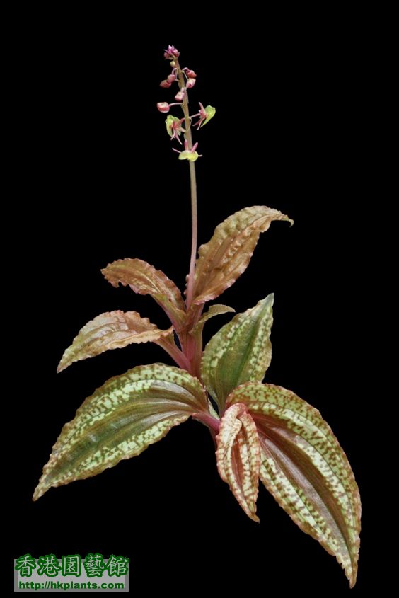 Malaxis calophylla美葉沼蘭-1-1.jpg