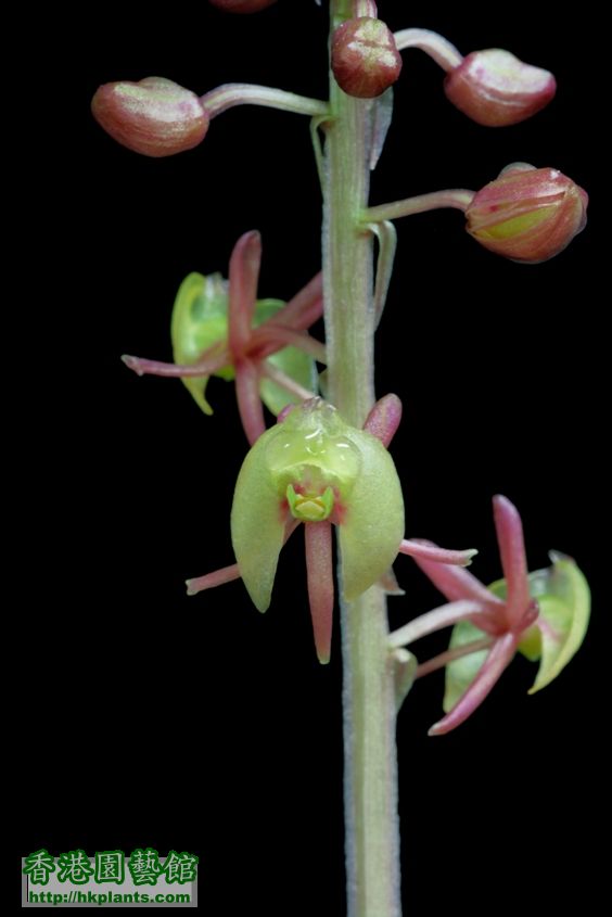 Malaxis calophylla美葉沼蘭-4-1.jpg
