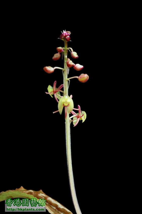 Malaxis calophylla美葉沼蘭-3-1.jpg