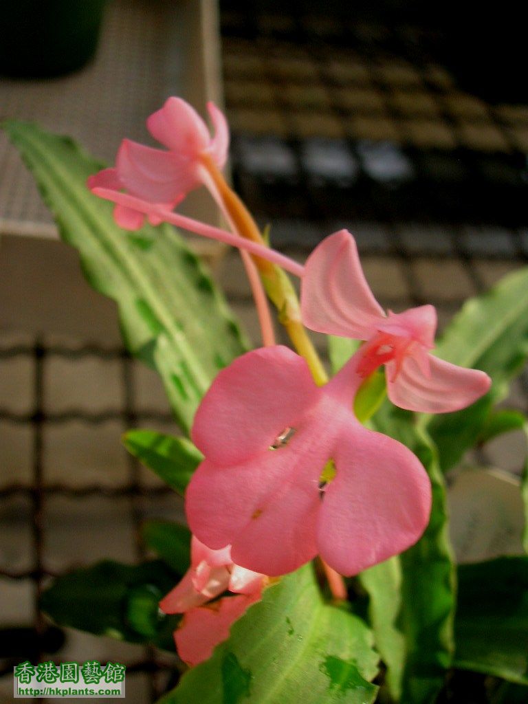 Hab.rhodocheila(Pink type)-3.JPG
