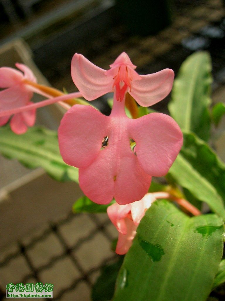 Hab.rhodocheila(Pink type)-2.JPG