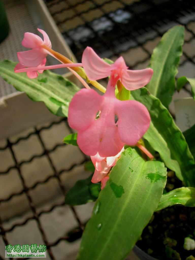 Hab.rhodocheila(Pink type)-4.JPG